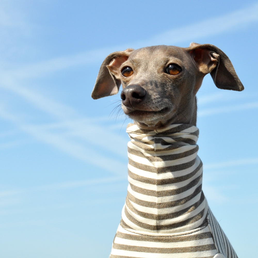 定番のボーダーニットに「2016.新色登場」皆さんの愛犬は何色がお好み？5カラーから選べるお洋服