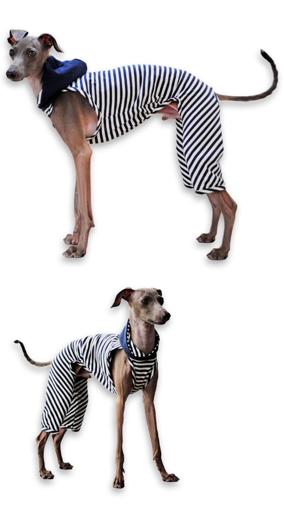 定番のボーダーニットに「2016.新色登場」皆さんの愛犬は何色がお好み？5カラーから選べるお洋服