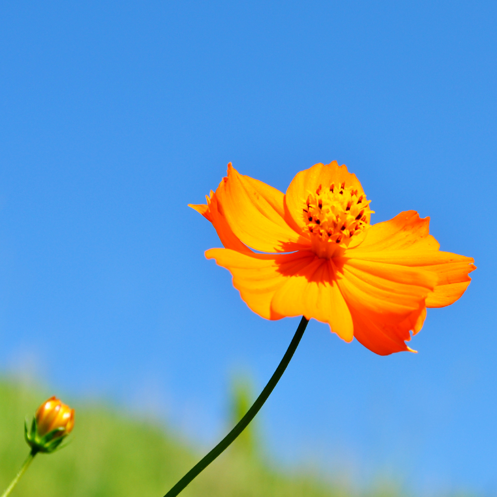 「犬服新色登場」一番シンプルな配色と、個性的な配色|カンガルーポケットのスター☆ウエア