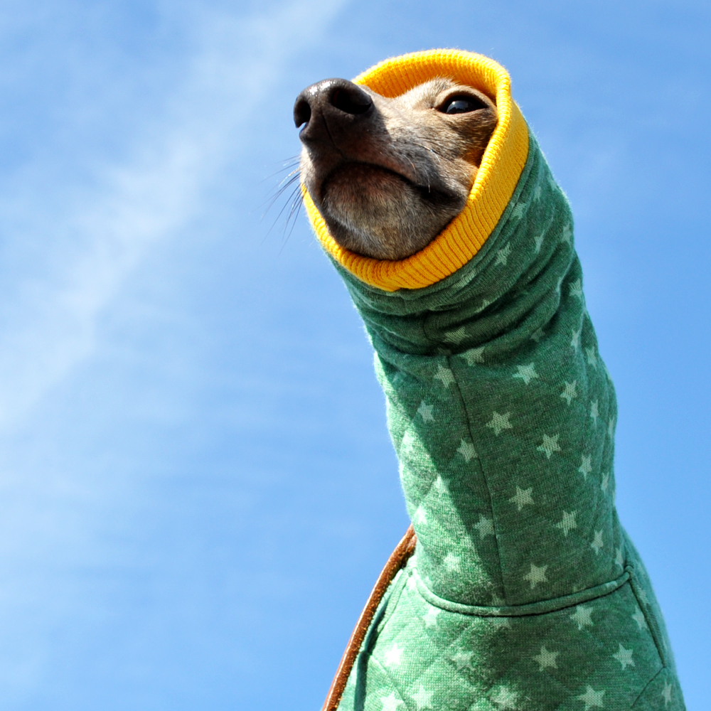 「犬服新色登場」一番シンプルな配色と、個性的な配色|カンガルーポケットのスター☆ウエア