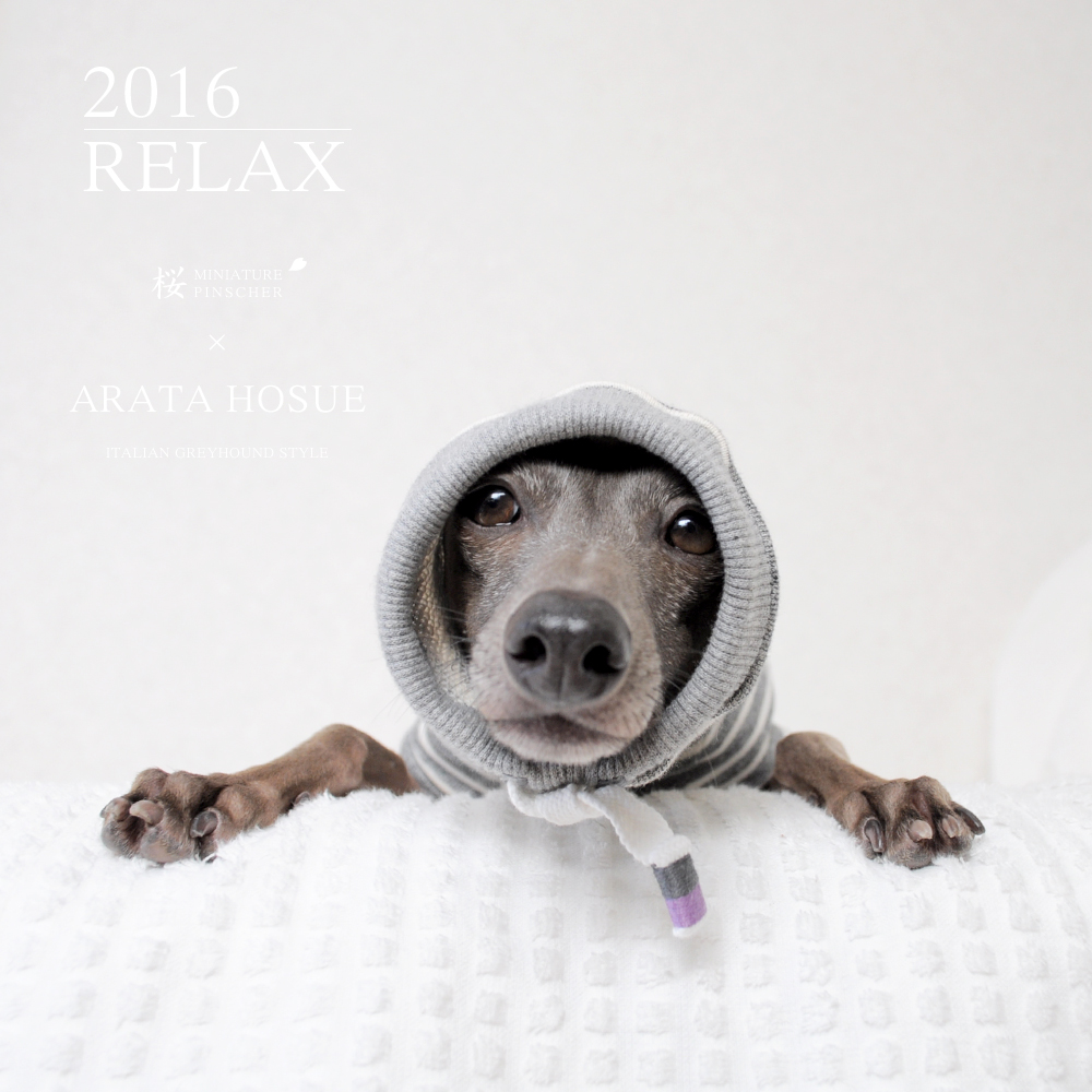 "RELAX" ITALIAN GREYHOUND STYLE