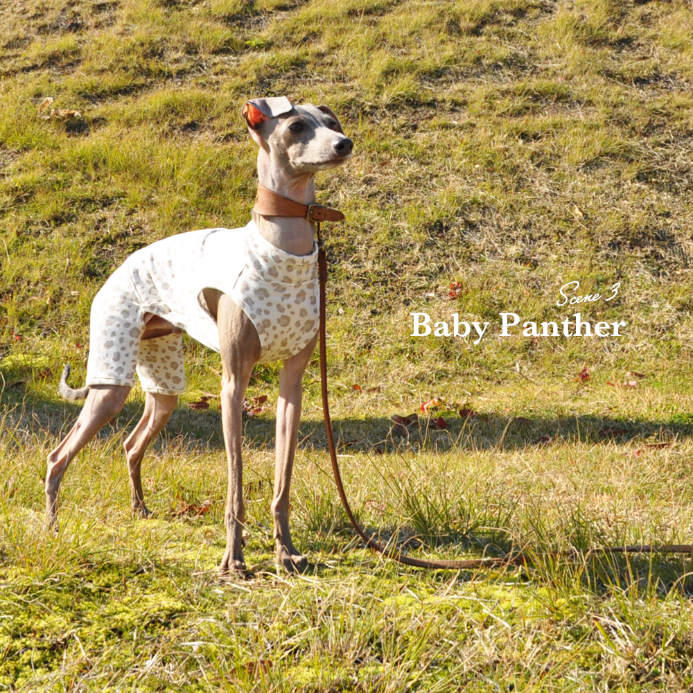 「新作犬服」Baby Panther(豹柄)|春先のちょっと寒い時、芝で遊ぶ時にちょうどいいお洋服|オフショットも公開中