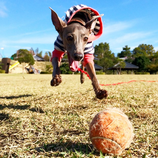 ARATA HOUSEの犬服は「ショート」「ハーフ」「スタンダード」「ロンパース」の4タイプから選べます