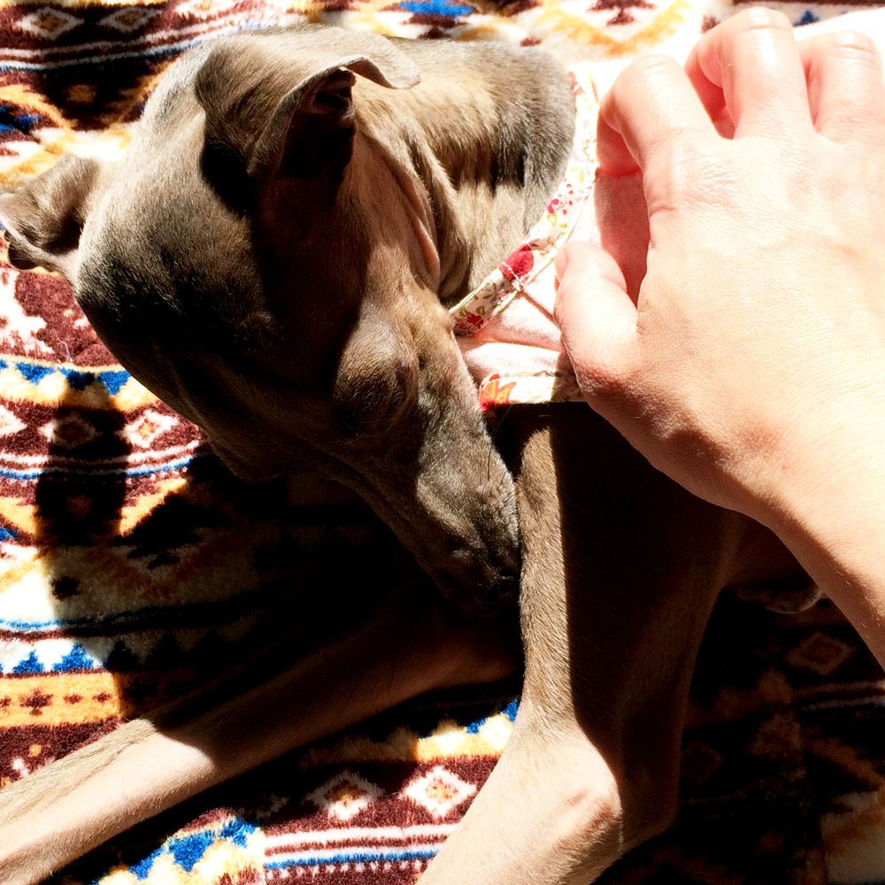 「イタグレBuono!の日常」ご飯ちょうだいー！マッサージしてー♪海に行こうー♪♪