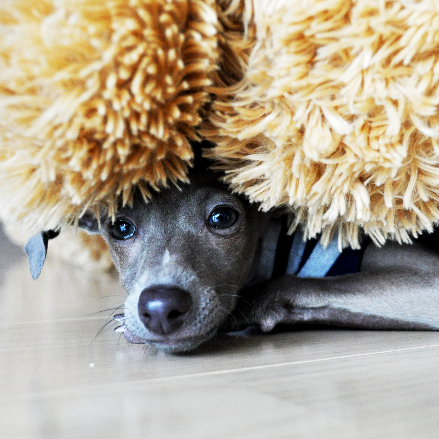 「飼い主が自分で判断するべきこと」愛犬にとってのワクチン接種とは?「命を守る」「法律だから」「製薬会社、病院の思惑」「皆んながやるから」どれが本当なの?