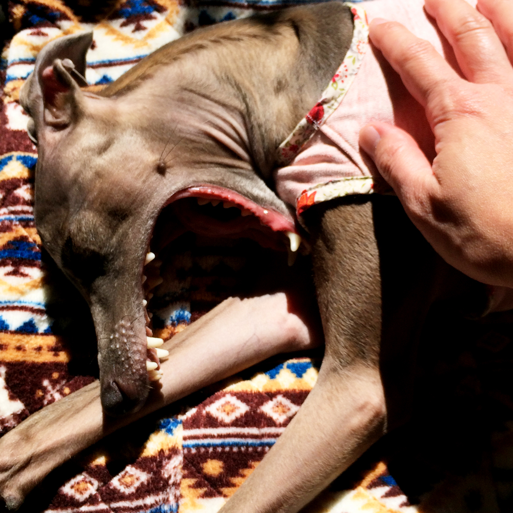 「イタグレBuono!の日常」ご飯ちょうだいー！マッサージしてー♪海に行こうー♪♪