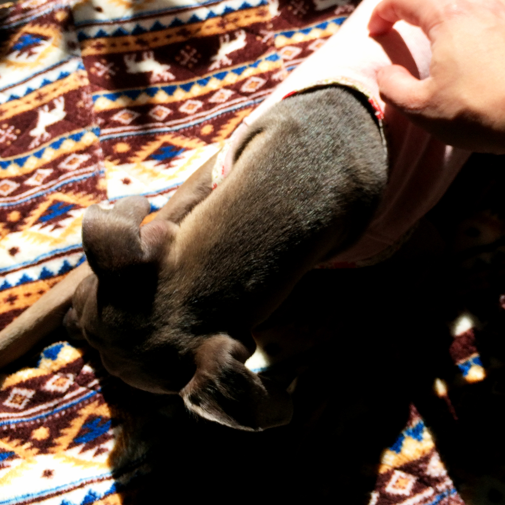 「イタグレBuono!の日常」ご飯ちょうだいー！マッサージしてー♪海に行こうー♪♪