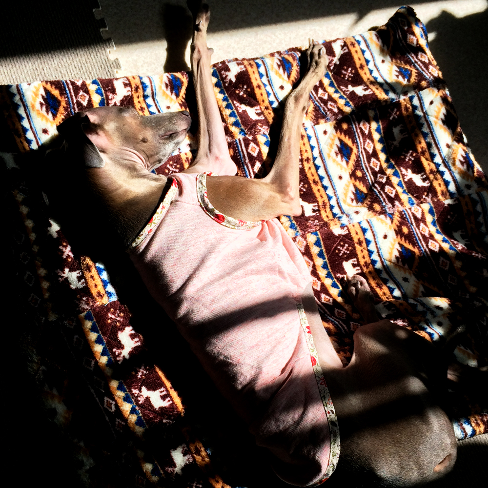 「イタグレBuono!の日常」ご飯ちょうだいー！マッサージしてー♪海に行こうー♪♪