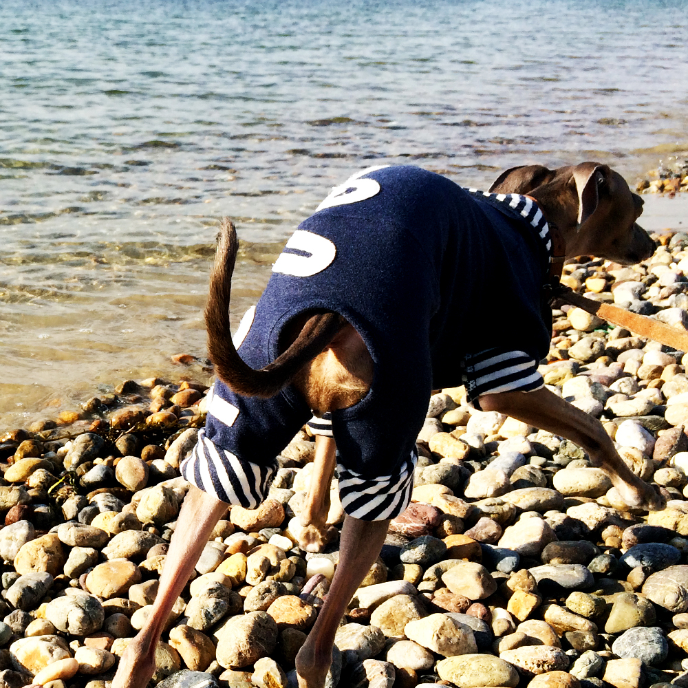 「イタグレBuono!の日常」ご飯ちょうだいー！マッサージしてー♪海に行こうー♪♪