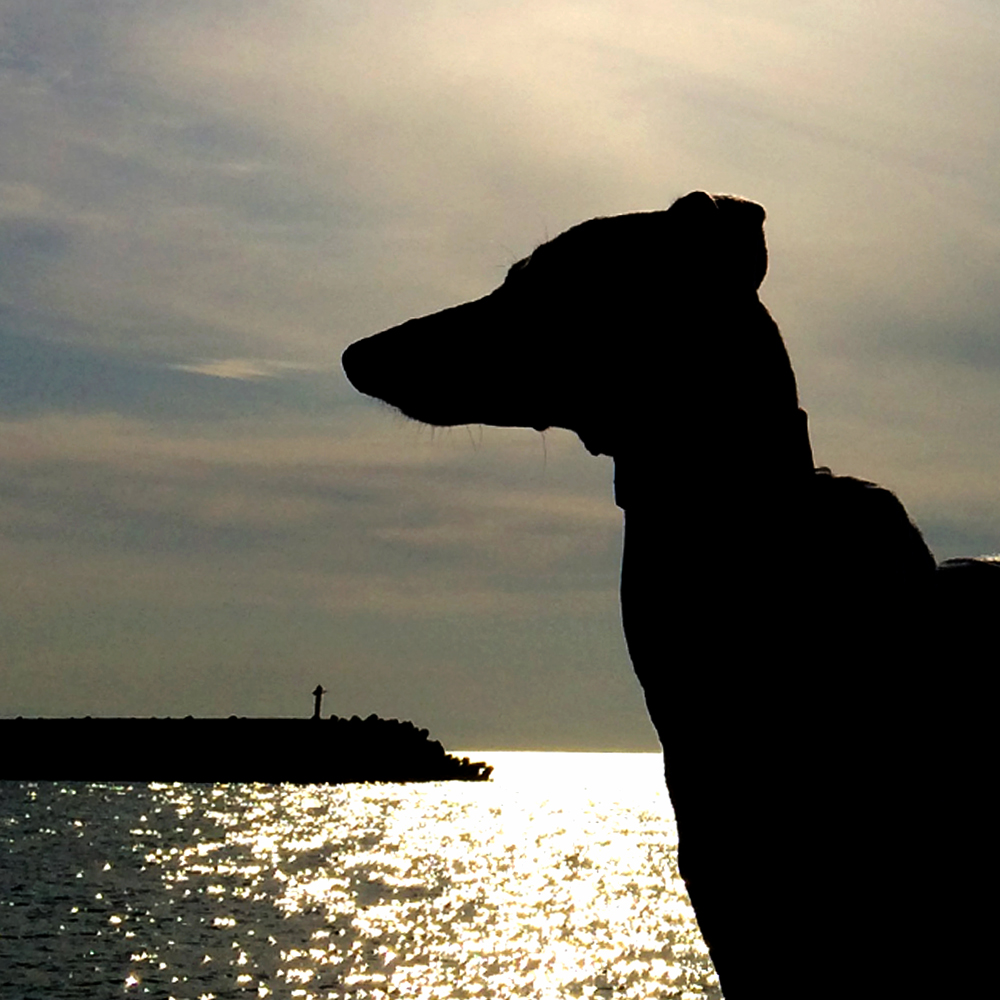 「イタグレBuono!の日常」ご飯ちょうだいー！マッサージしてー♪海に行こうー♪♪