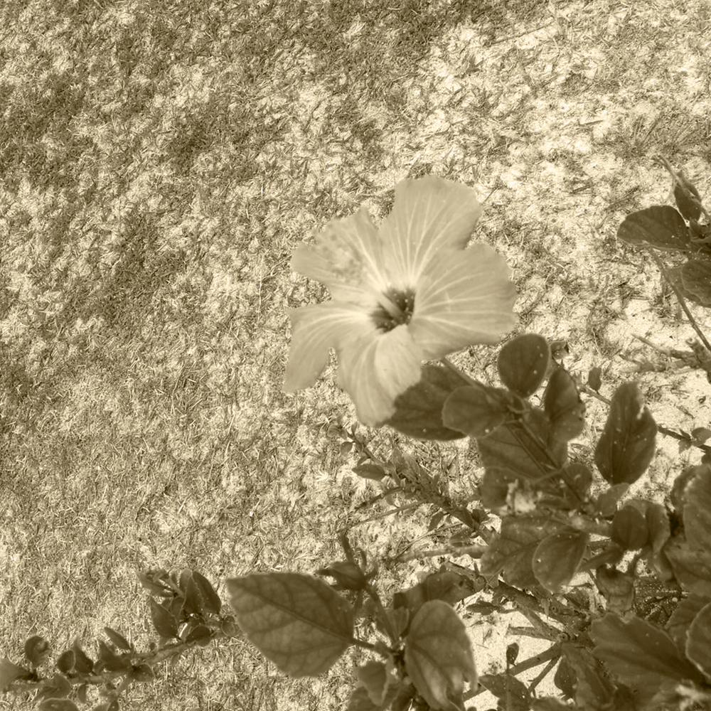 YOSHIE’S-COFFEE-TIME-沖縄旅