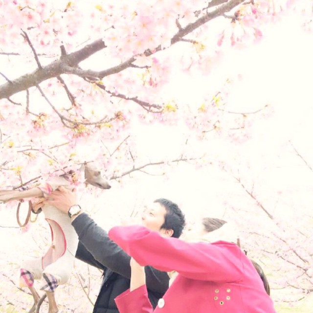 「2016春の犬服」ぽかぽか陽気な春はお花を纏いましょ♪「キュン♡が溢れるコーデ20選」