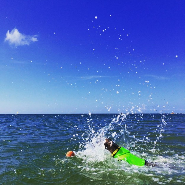 ARATA HOUSEの犬服は「ショート」「ハーフ」「スタンダード」「ロンパース」の4タイプから選べます