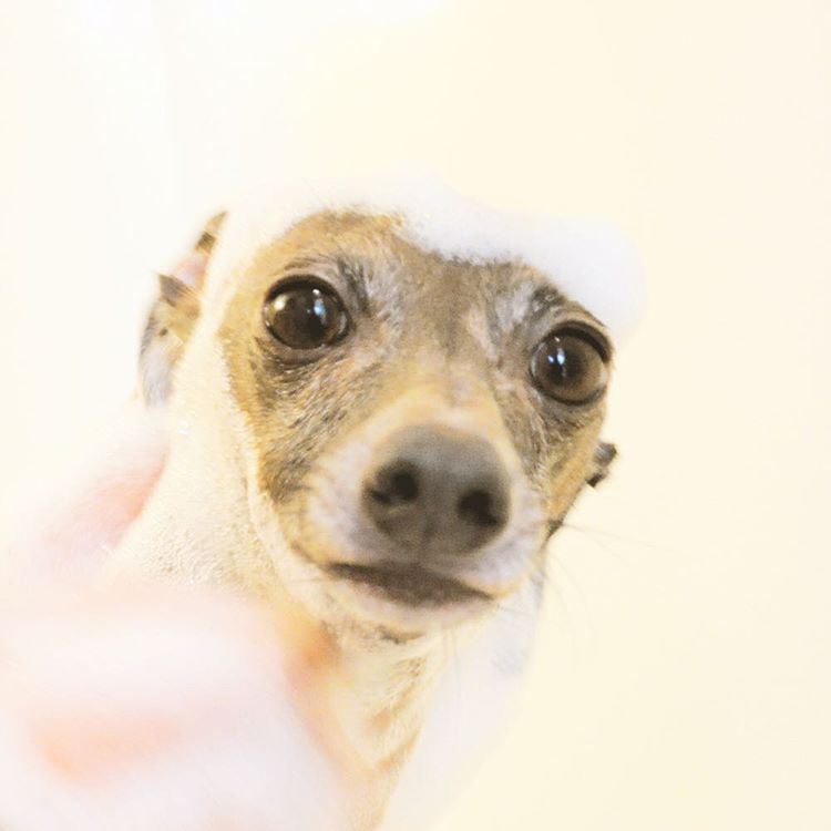 ゾイック ショート シャンプー 350ml From ゾイック (ZOIC)