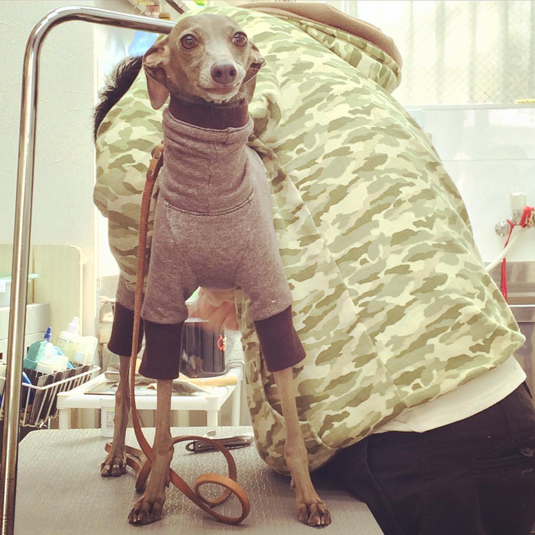 Buono!ペットホテルで「お手手でバシバシ テンション上がっていました！」と言われる｜PETSHOP COOKIE桃山台店「大阪」