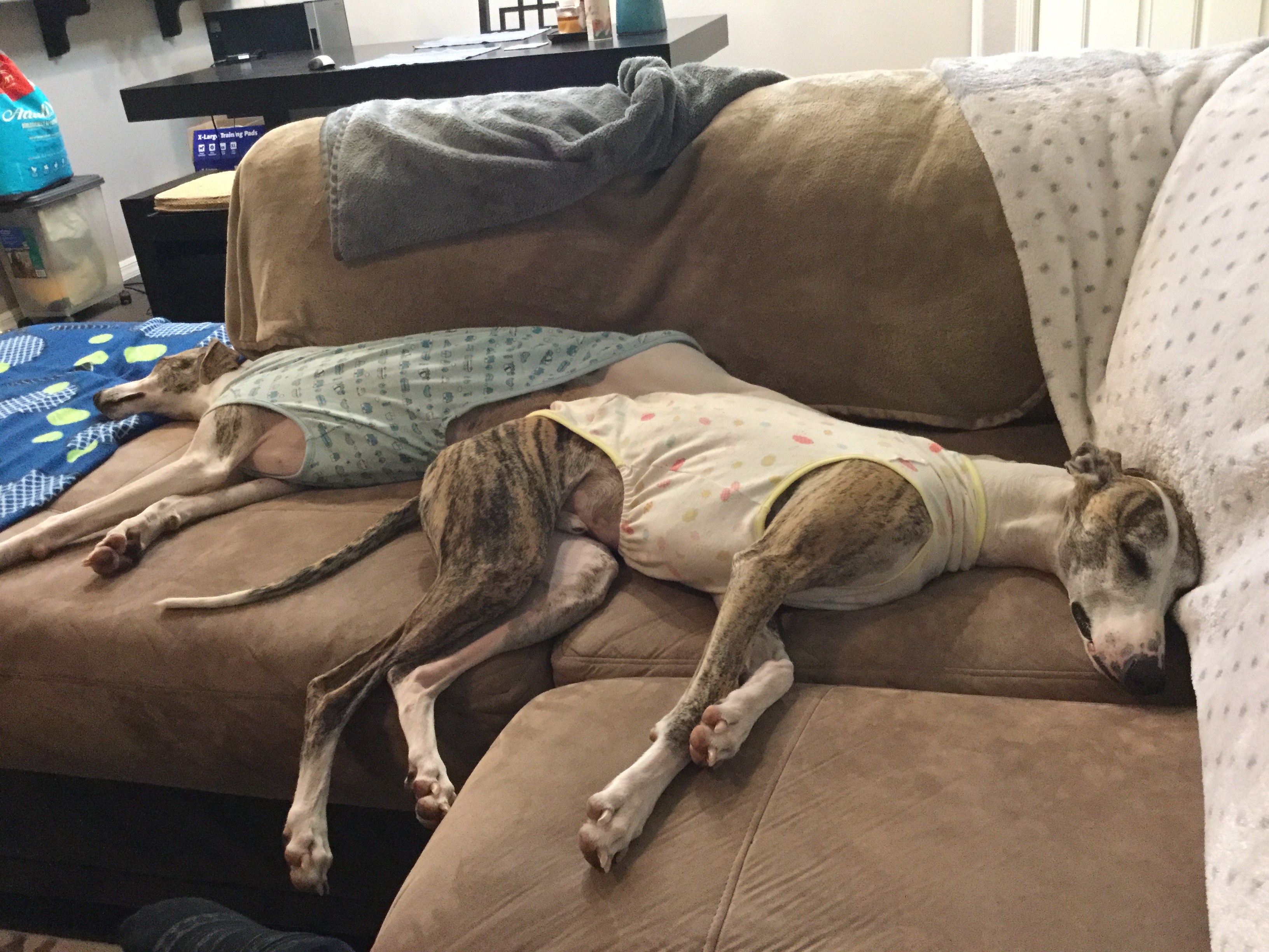 「Instagramギャラリー Story003」遊ぶのが大好きな可愛いいウィペット兄弟|#aratahouse