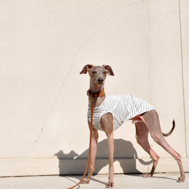 ARATA HOUSEの犬服は「ショート」「ハーフ」「スタンダード」「ロンパース」の4タイプから選べます