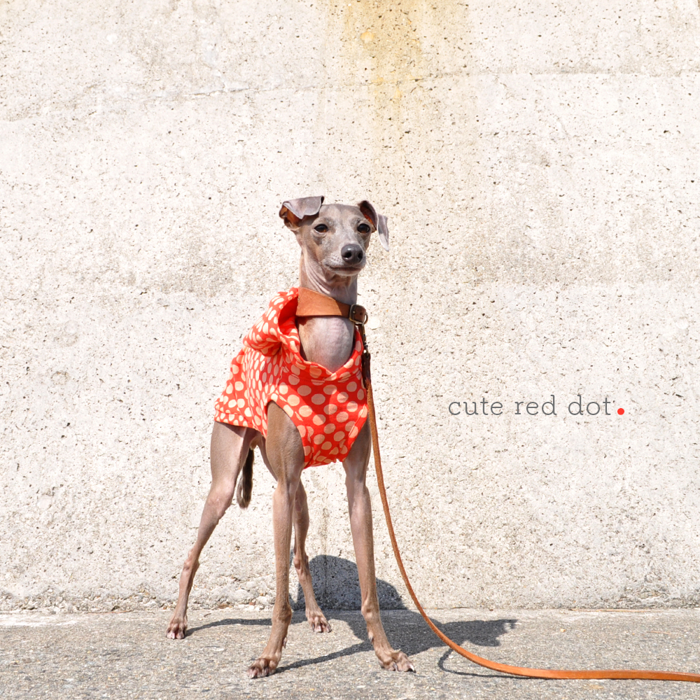 「新作犬服」キュートな赤色ドットを着て春の神戸ハーバーランドへ行こう！「イタグレ服＆ミニピン服」