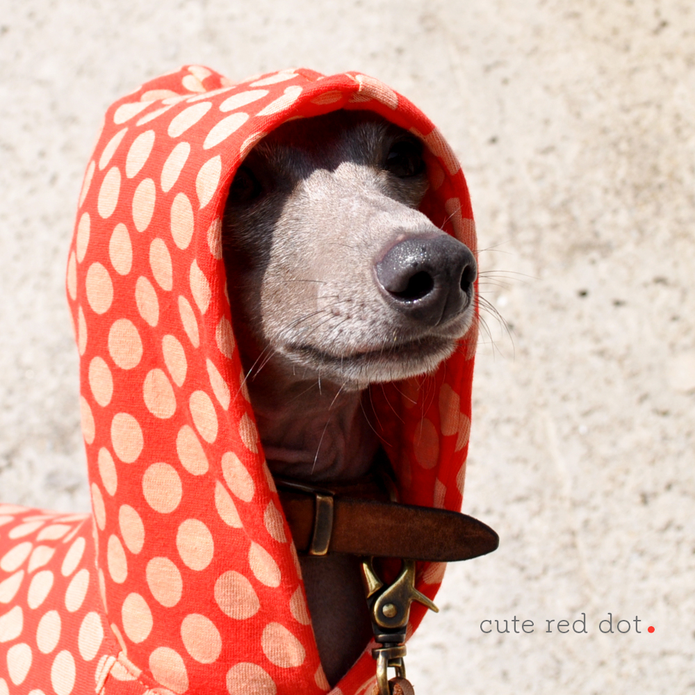 新作犬服」キュートな赤色ドットを着て春の神戸ハーバーランドへ行こう