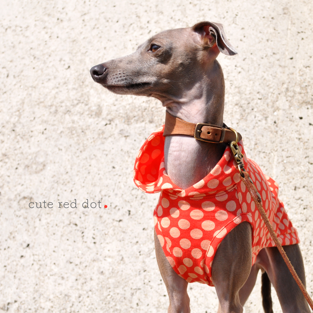 新作犬服」キュートな赤色ドットを着て春の神戸ハーバーランドへ行こう！「イタグレ服＆ミニピン服」 | ARATA HOUSE