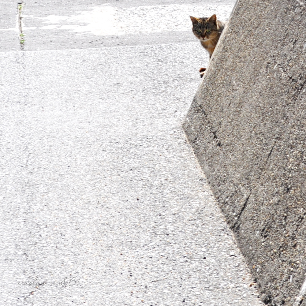 ムキムキでセクシーな太もものイタグレと、チラッと覗く漁港の猫