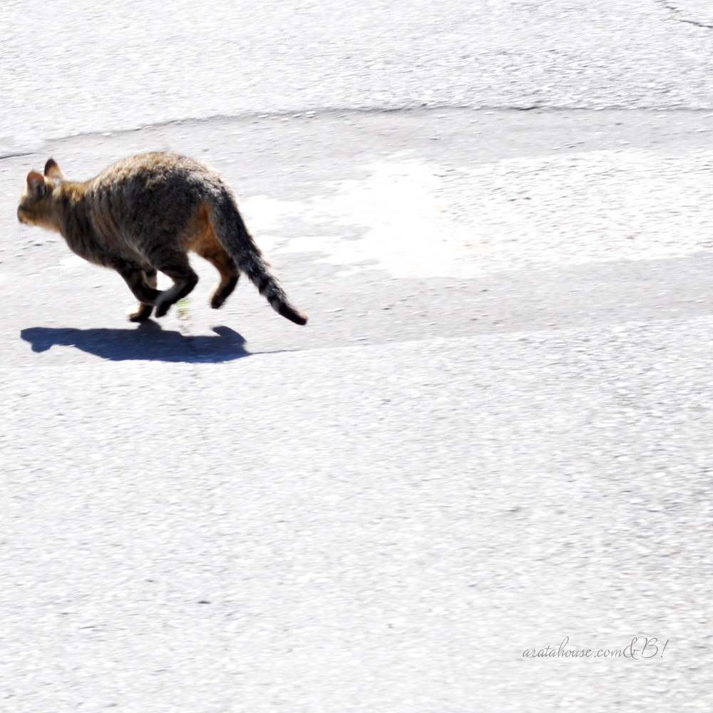 ムキムキでセクシーな太もものイタグレと、チラッと覗く漁港の猫