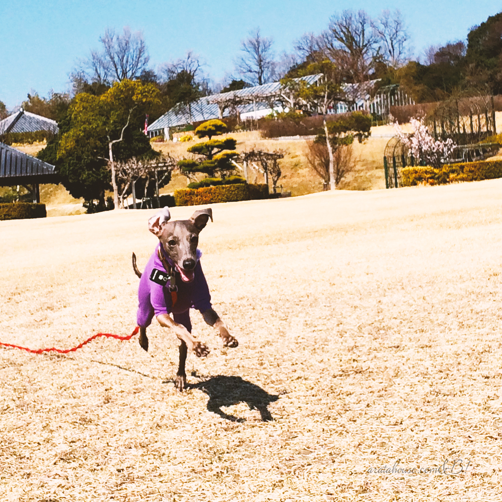 ペティオ (Petio) ロングリード M 20m