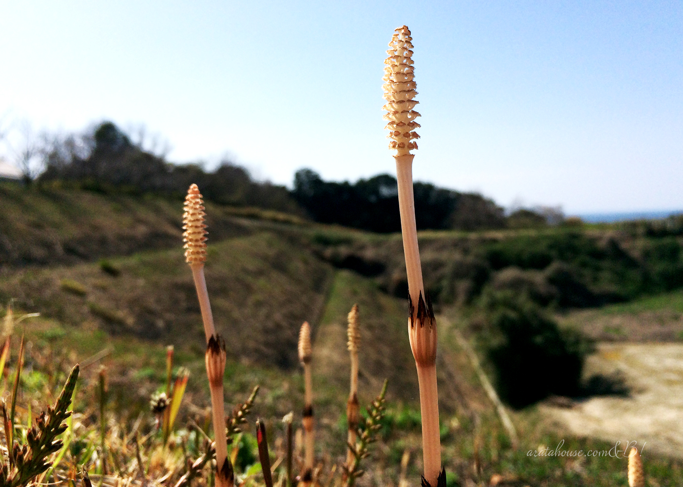 「淡路島の春の散歩」海辺や玉ねぎ畑をのんびり歩きながら愛犬を撮影したり。春は「花さじき」「淡路夢舞台」も気持ちがいいよ。