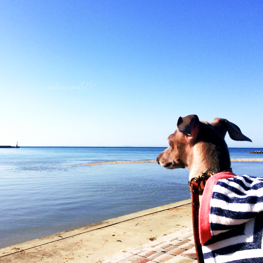飯食って、寝て、起きて、芝行って、海見て、また寝る。