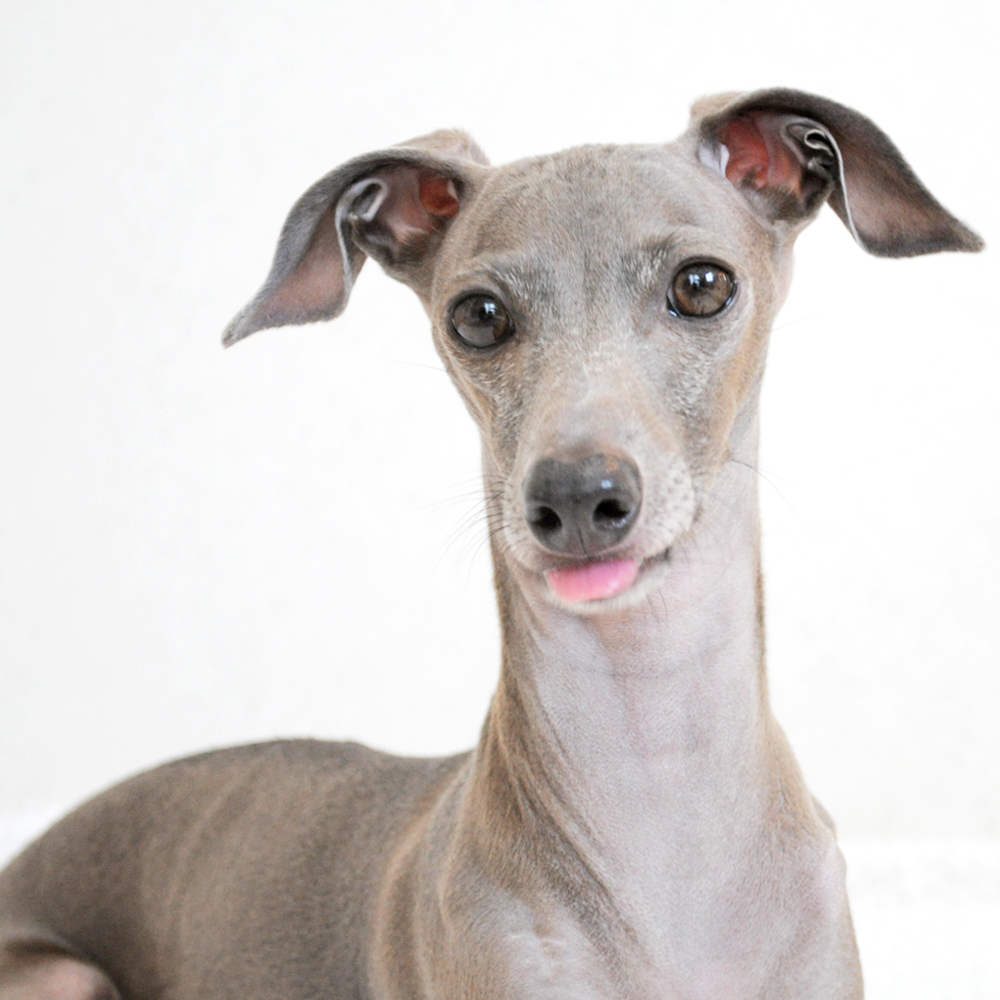 【ARATA HOUSEメルマガ Vol.78】動物病院での不思議な行動に先生も困惑?|2016/3/7発行