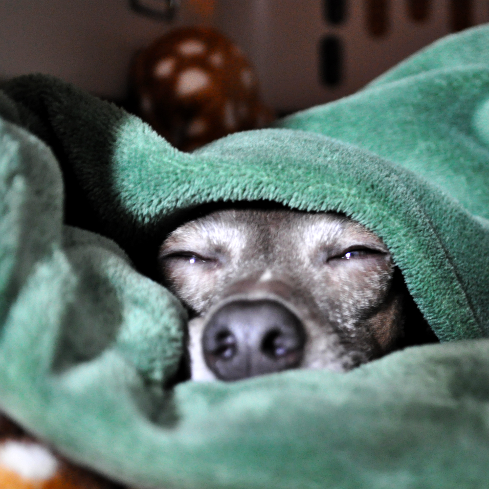 「ドックランで裏地が役に立った」「岩手県はまだまだ寒い」商品レビューありがとうございます。2016年3月のメッセージへのお返事です。