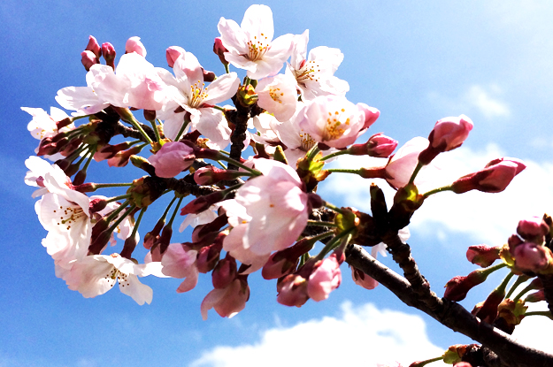 4月1日に感じたこと。「海・空・太陽・雲・桜・チューリップ・名を知らぬ花」