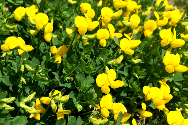 4月1日に感じたこと。「海・空・太陽・雲・桜・チューリップ・名を知らぬ花」
