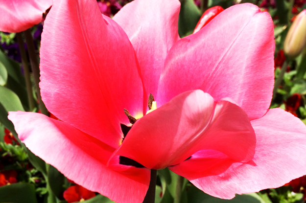 4月1日に感じたこと。「海・空・太陽・雲・桜・チューリップ・名を知らぬ花」