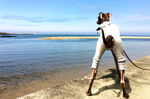 4月1日に感じたこと。「海・空・太陽・雲・桜・チューリップ・名を知らぬ花」