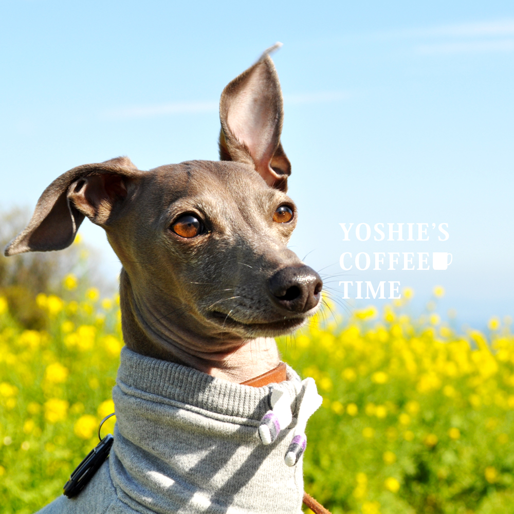 YOSHIE’S-COFFEE-TIME-おなかピーポー