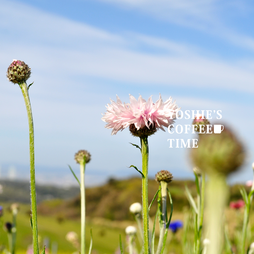 YOSHIE’S-COFFEE-TIME-おなかピーポー