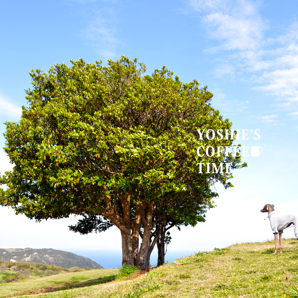 YOSHIE’S-COFFEE-TIME-おなかピーポー