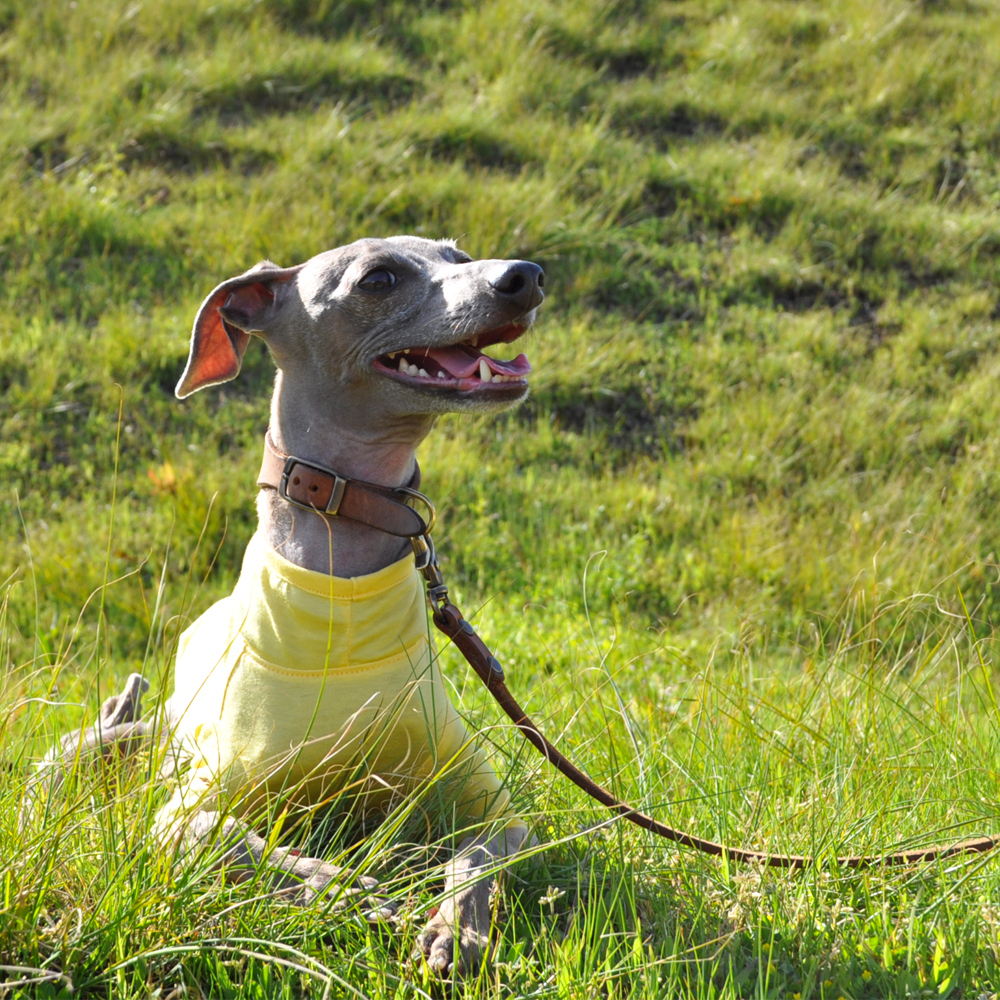 新作犬服「愛犬を紫外線から守ろう」紫外線が増える時期は5月から9月です|UVカット加工シルケット天竺ニット