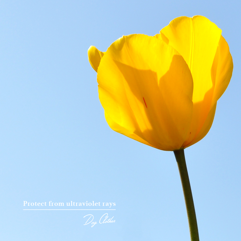 新作犬服「愛犬を紫外線から守ろう」紫外線が増える時期は5月から9月です｜ＵＶカット加工シルケット天竺ニット