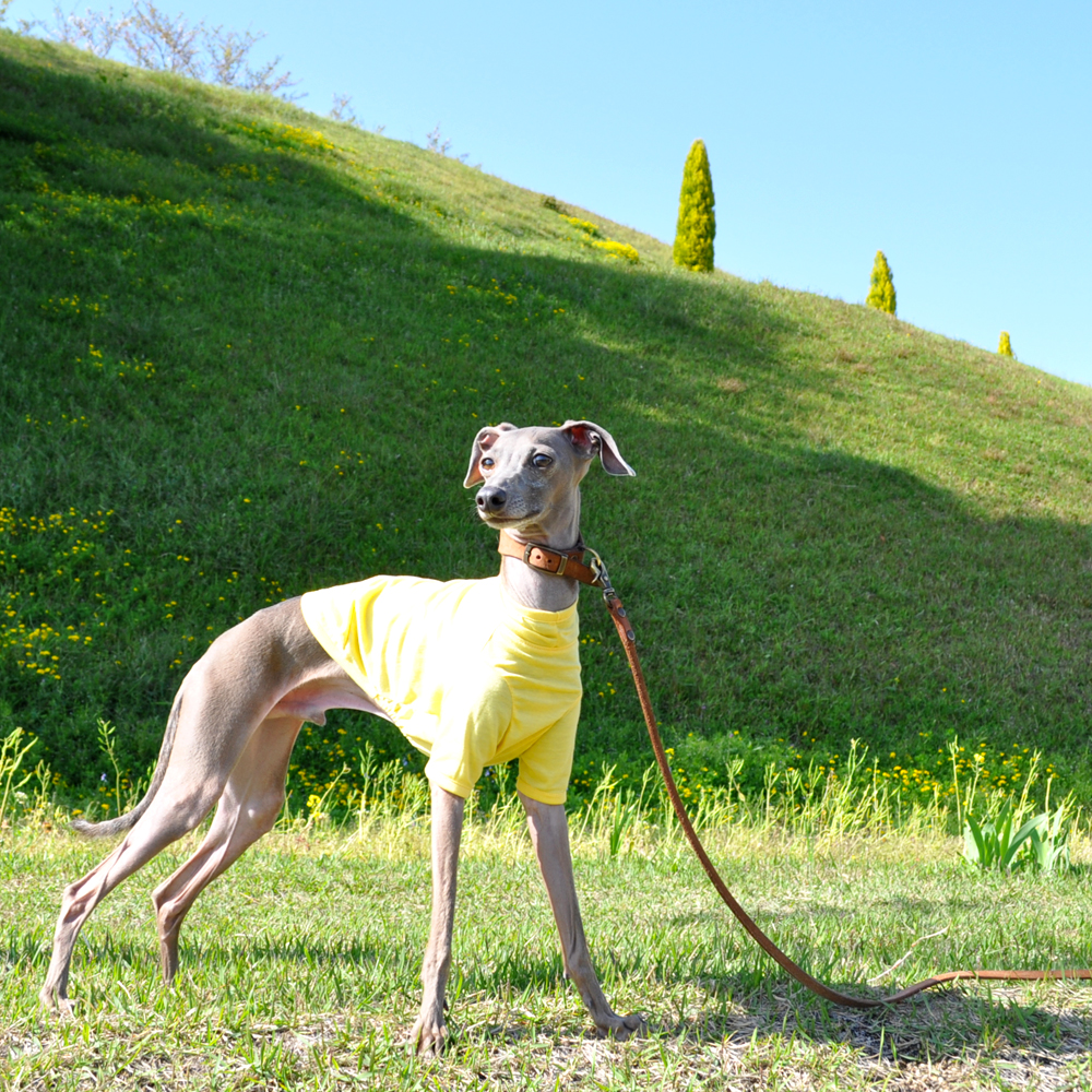 新作犬服「愛犬を紫外線から守ろう」紫外線が増える時期は5月から9月です｜ＵＶカット加工シルケット天竺ニット