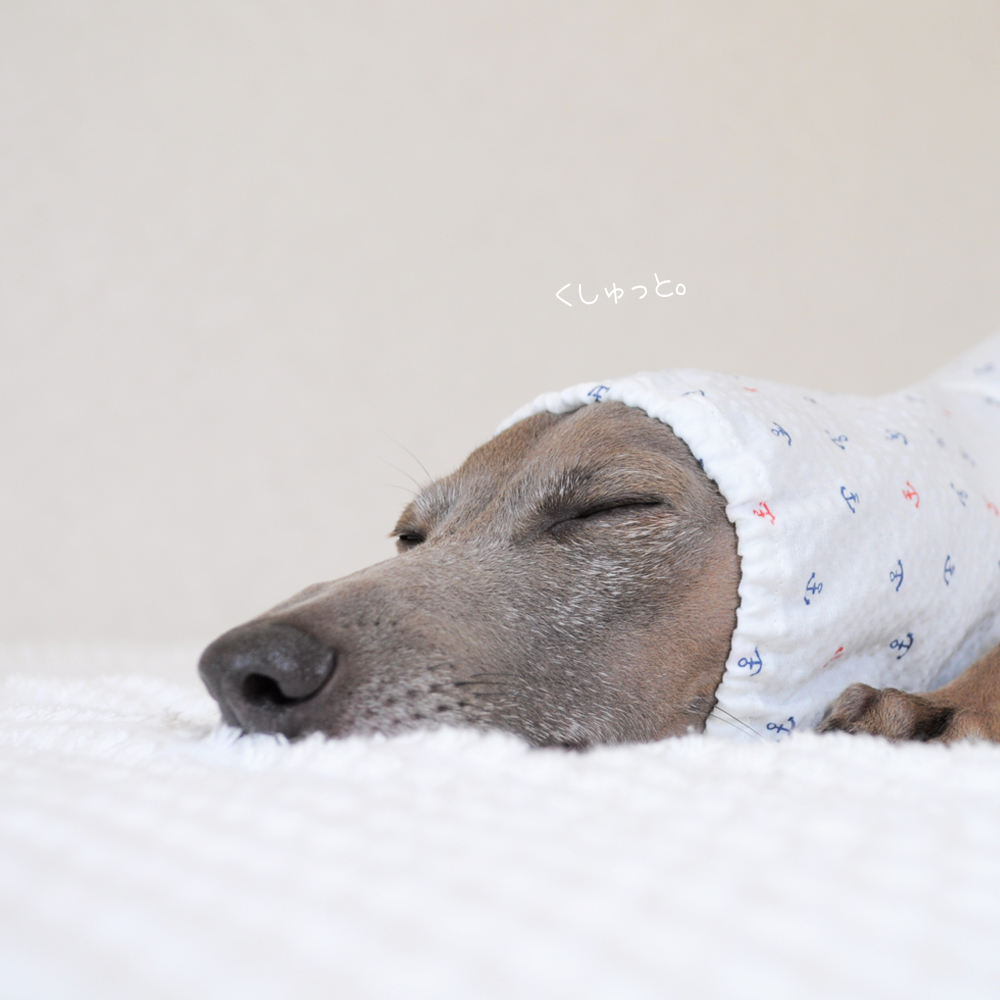 犬服｜くしゅっと。かわいいアンカー｜リップルプリント｜選べる３タイプ×２カラー（ホワイト/ネイビー）