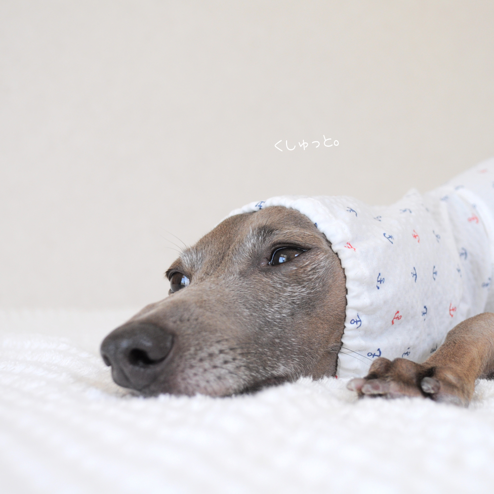 夏の新作「くしゅっと。かわいいアンカー｜リップルプリント」撮影しているとだんだんと眠くなる可愛いイタグレBuono! | ARATA HOUSE