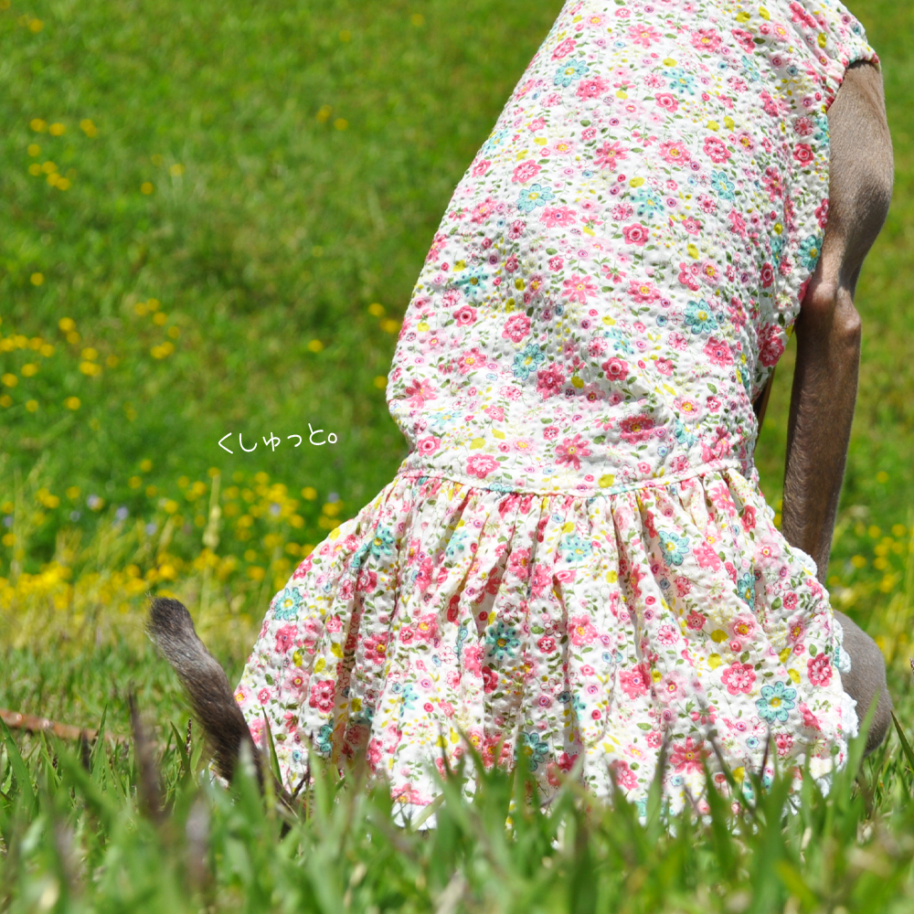 犬服｜くしゅっと。かわいいお花｜リップルプリント｜選べる３タイプ