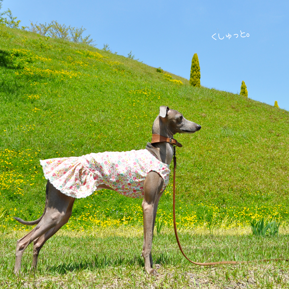 犬服｜くしゅっと。かわいいお花｜リップルプリント｜選べる３タイプ