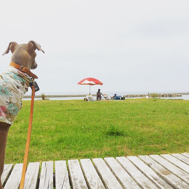 淡路島、BBQ、ビーチ、海、イタグレ、七輪、夏