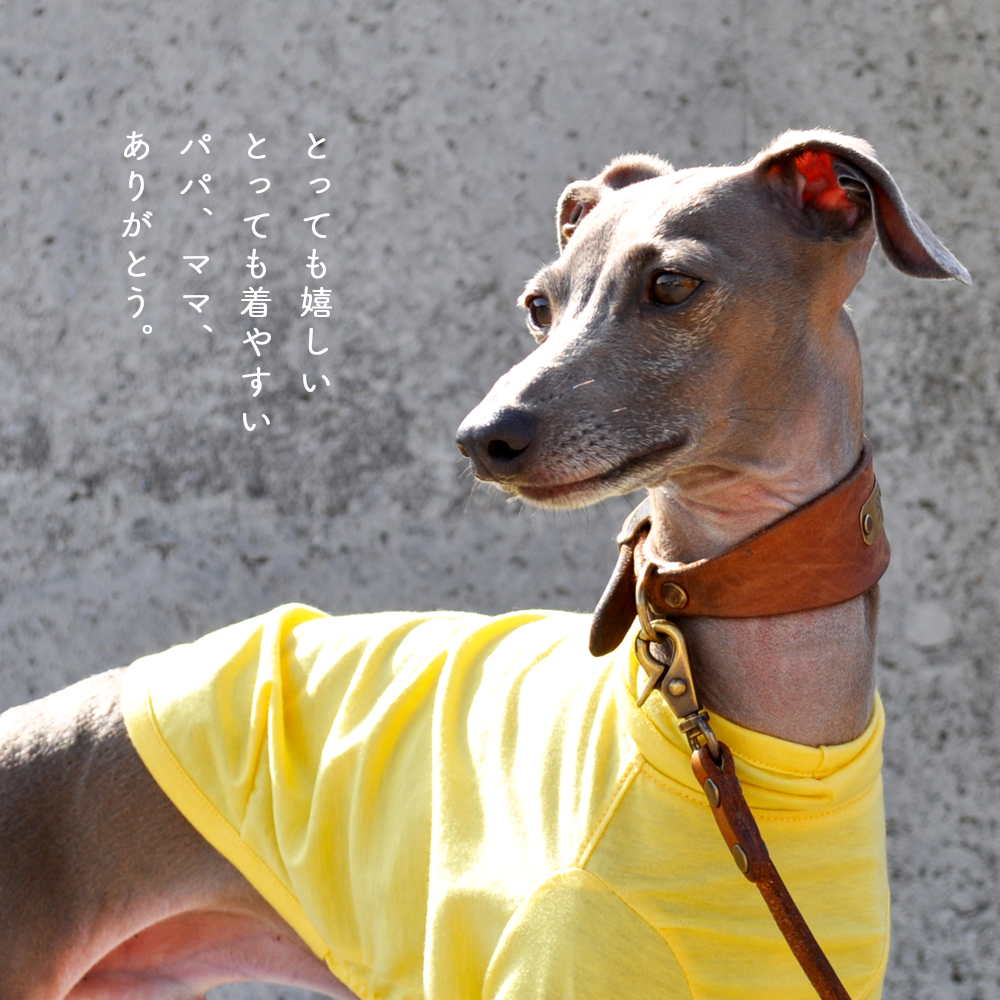 「犬服、犬寝袋の発送日に関して」2016年5月11日以降のご注文(ご入金)分に関して、商品発送までの日数を30営業日から45営業日に変更します