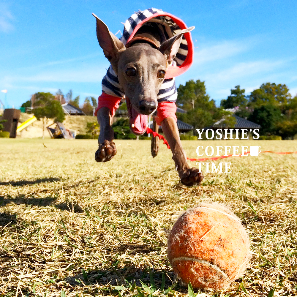 私の大失態から生まれた夫婦の約束事(愛犬編)-YOSHIE’S-COFFEE-TIME