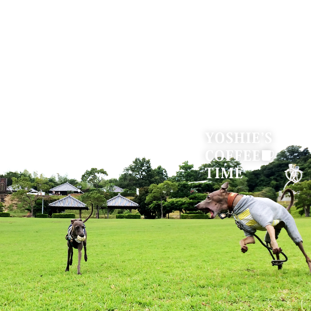 YOSHIE'S COFFEE TIME-「淡路島で愛犬と過ごす時間」姫気質のかわいこちゃんと、個性的なボクちゃんと芝で待ち合わせ