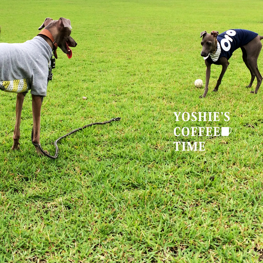 YOSHIE'S COFFEE TIME-「淡路島で愛犬と過ごす時間」姫気質のかわいこちゃんと、個性的なボクちゃんと芝で待ち合わせ
